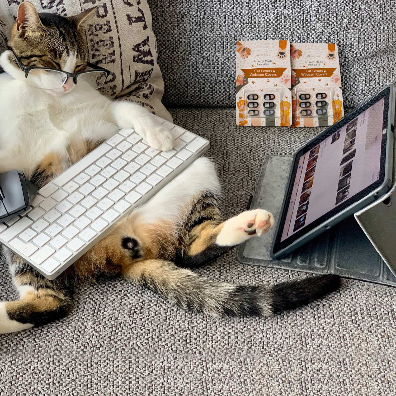 Cat working hard-5